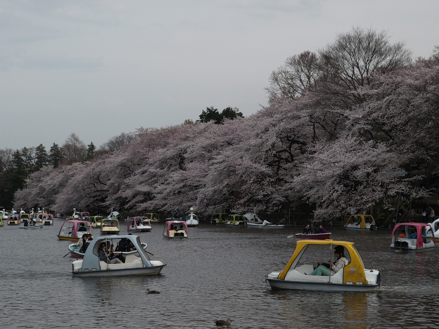 井之頭公園