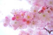 桜 (1)